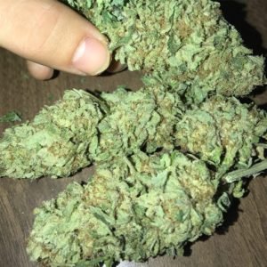 Aurora indica