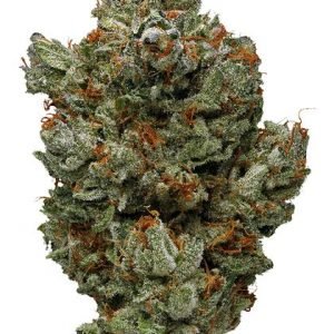 Master bubba