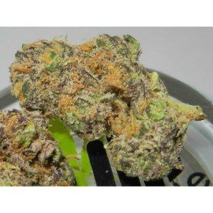 Purple urkle