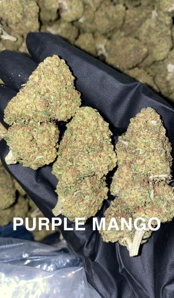 purple mango strain